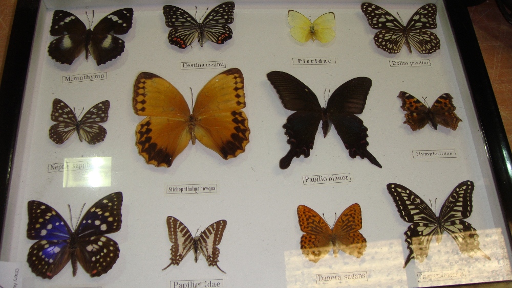 Case of butterflies (CITES approved)