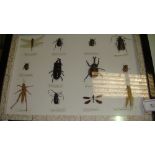 Case of insects (CITES approved)