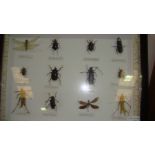 Case of insects (CITES approved)