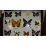 Case of butterflies (CITES approved)