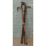 A novelty walking cane the handle formed as a carved pugs head with glass eyes,