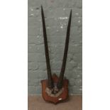 A pair of taxidermy Gemsbok horns mounted on a wooden shield, length approximately 78cm.