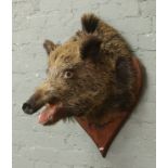 A large taxidermy wild boars head mounted on a wooden shield plaque