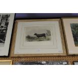 Print of cattle - Vache De Kerry