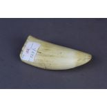 Large whales tooth