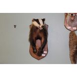 Taxidermy badger-head and shoulder mount