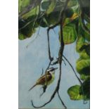 David Cole - Oil painting on board - Still life study 'Great Kiskadee', 40cm x 27cm, signed and