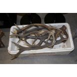 Box of Stag Antlers