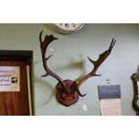 Mounted stag antlers