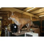 Taxidermy fox