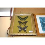 Framed butterfly samples