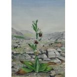 Percival H. Mason - Watercolour - Still life study 'Ophrys fuciflora', 29.5cm x 21cm, signed, in