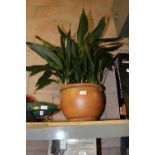 Potted Aspidistra