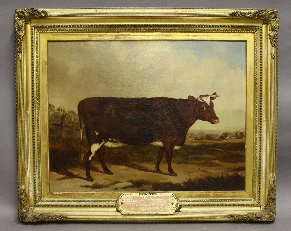 19th Century - Oil painting - Fine portrait of a cow 'Duchess '92', canvas approx 50cm x 65cm,