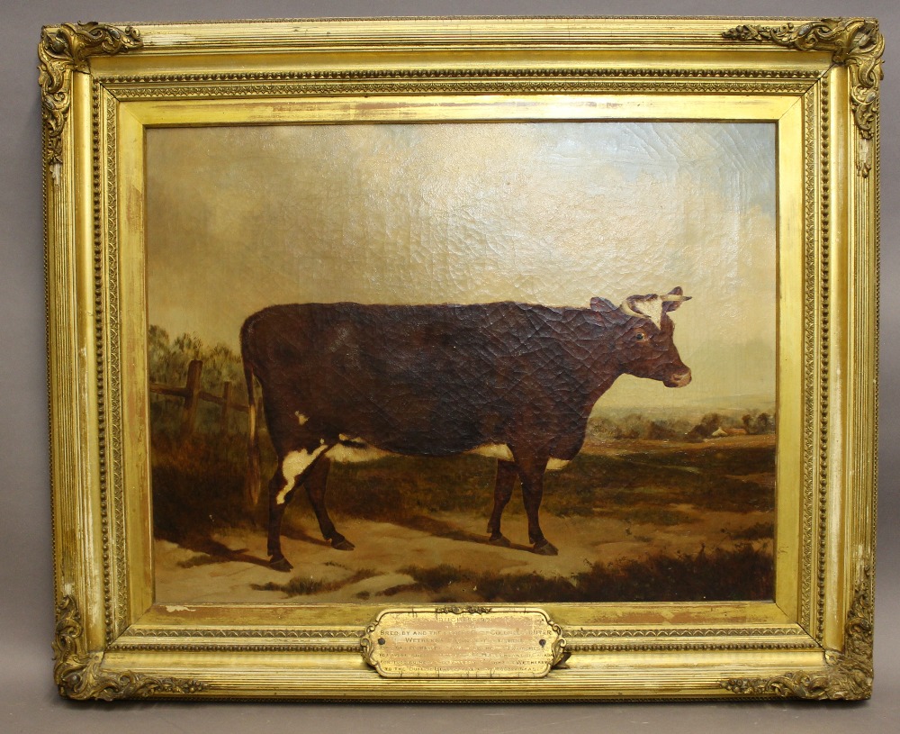 19th Century - Oil painting - Fine portrait of a cow 'Duchess '92', canvas approx 50cm x 65cm, - Bild 4 aus 4