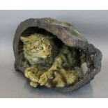 A European wildcat Felix silvestris silvestris modelled within rustic stump, 52cm overall, sold with