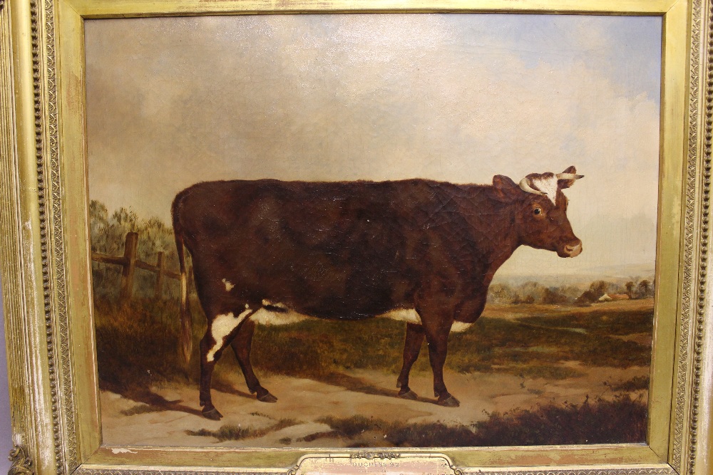 19th Century - Oil painting - Fine portrait of a cow 'Duchess '92', canvas approx 50cm x 65cm, - Bild 3 aus 4