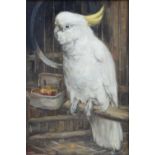 Alice E. Ross, 19th/20th century, "Cockatoo", titled on artist's label verso, oil on board, 47 x