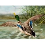 William Cruikshank (1848-1922), Mallard taking flight, signed, miniature, watercolour on ivory, 7.