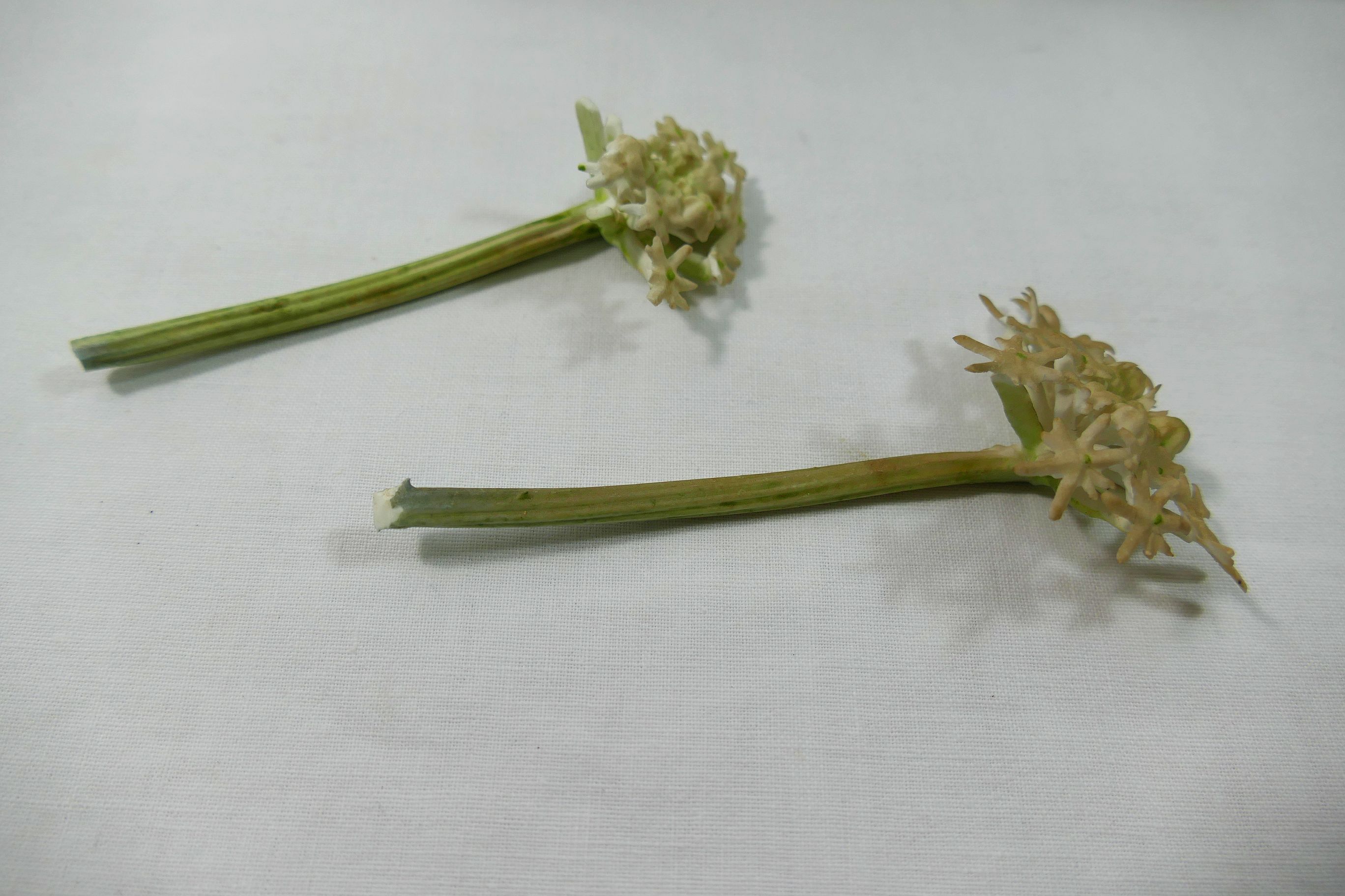 A Royal Worcester figure, 'Chiff Chaff Phylloscopus Rufus and Hogweed', with wooden stand, - Image 2 of 8