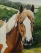 Caroline Cook, signed oil on canvas study of a horse 'Moby' circa 1996 in ornate Gilt frame, overall