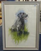 Andrew Miller, two pastel paintings of dogs, signed 69cm x 49cm (2).