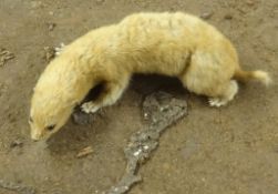 Taxidermy, a weasel, Provenance, Plymouth City Museum.