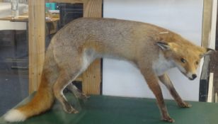 Taxidermy, a fox (vulpes) in glazed cabinet, height 57cm, width 91cm, Provenance, Plymouth City