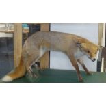 Taxidermy, a fox (vulpes) in glazed cabinet, height 57cm, width 91cm, Provenance, Plymouth City