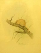 Robin Armstrong (born 1947) watercolour, 'Field Mouse on a Branch, 31cm x 25cm.