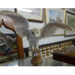 Taxidermy, a white owl on wood plinth 66cm wingspan, no case.