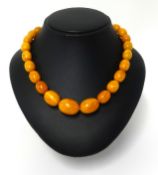 An amber 26 bead necklace, length 42cm, approx 39.90gms.