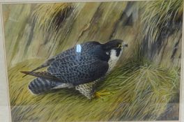 Kevin Richardson, signed watercolour, 'Pereguin Falcom 1984, 34cm x 49cm.