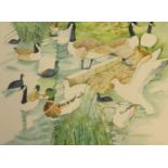 Eric Waugh, signed watercolour 'Ducks', unframed, 57cm x 77cm.