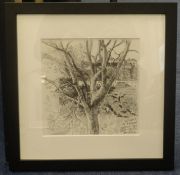 Robert Lenkiewicz (1941-2002), etching, 'Study of a Tree', 17cm x 18cm.