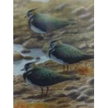 John Davis SWL, Society of Wildlife Artists, 'Lapwings at Rest' signed watercolour, 40cm x 28cm