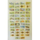 A framed set of cigarette cards, Fish, in a walnut frame.