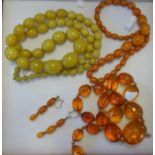 Collection of three amber necklaces and gold amber earrings.