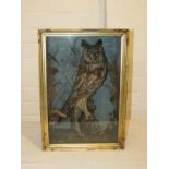 Taxidermy long eared owl (asio otus) in a case glazed to the front with dried grasses (height 41.5cm