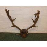 Mounted antlers