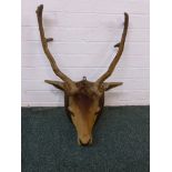 Taxidermy deer's head and antlers on an oak shield-shape mount