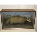 Taxidermy badger in a case glazed to the front, naturalistic floor and dried grasses, early 20th