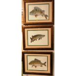 THREE FRAMED AND GLAZED PRINTS OF FISH, EACH INITIALLED IN PENCIL AND NUMBERED 30 / 100 LOWER RIGHT