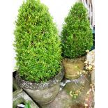 TWO LARGE COMPOSITE STONE PLANTERS WITH BUSHES