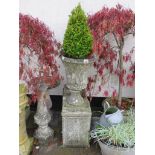 TWO STONE CONICAL SHAPED DECORATIVE PLANTERS ON SQUARE BASES CONTAINING BOX HEDGING, STANDING ON