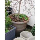 LARGE TERRACOTTA POT WITH COTINUS (SMOKE BUSH)