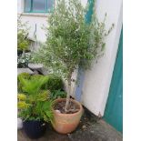 OLIVE TREE IN TERRACOTTA POT STAMPED 'JARDINIER'