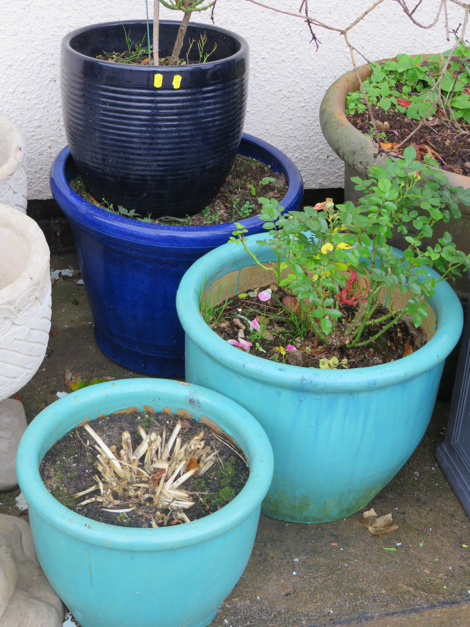 FOUR CIRCULAR GLAZED PLANTERS WITH CONTENTS INCLUDING TWO ROSES AND HOSTA