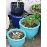 FOUR CIRCULAR GLAZED PLANTERS WITH CONTENTS INCLUDING TWO ROSES AND HOSTA