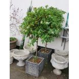 TWO FIBREGLASS PLANTERS WITH CONTENTS OF VIBURNUM